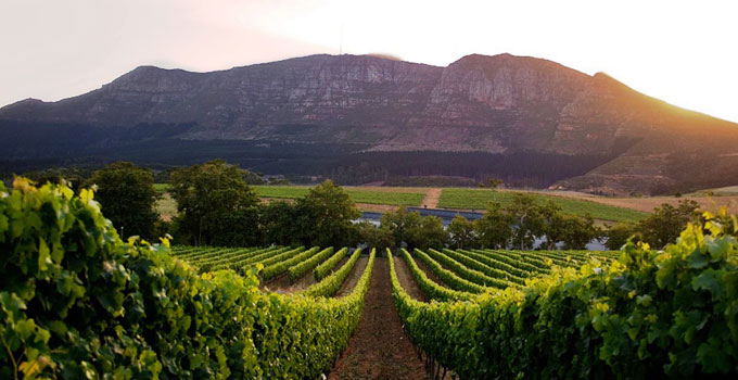Cape Winelands vineyard landscape near Cape Town with rows of green vines and mountain backdrop at sunset. This image shows the natural beauty that inspires the Den of Luxe founder.